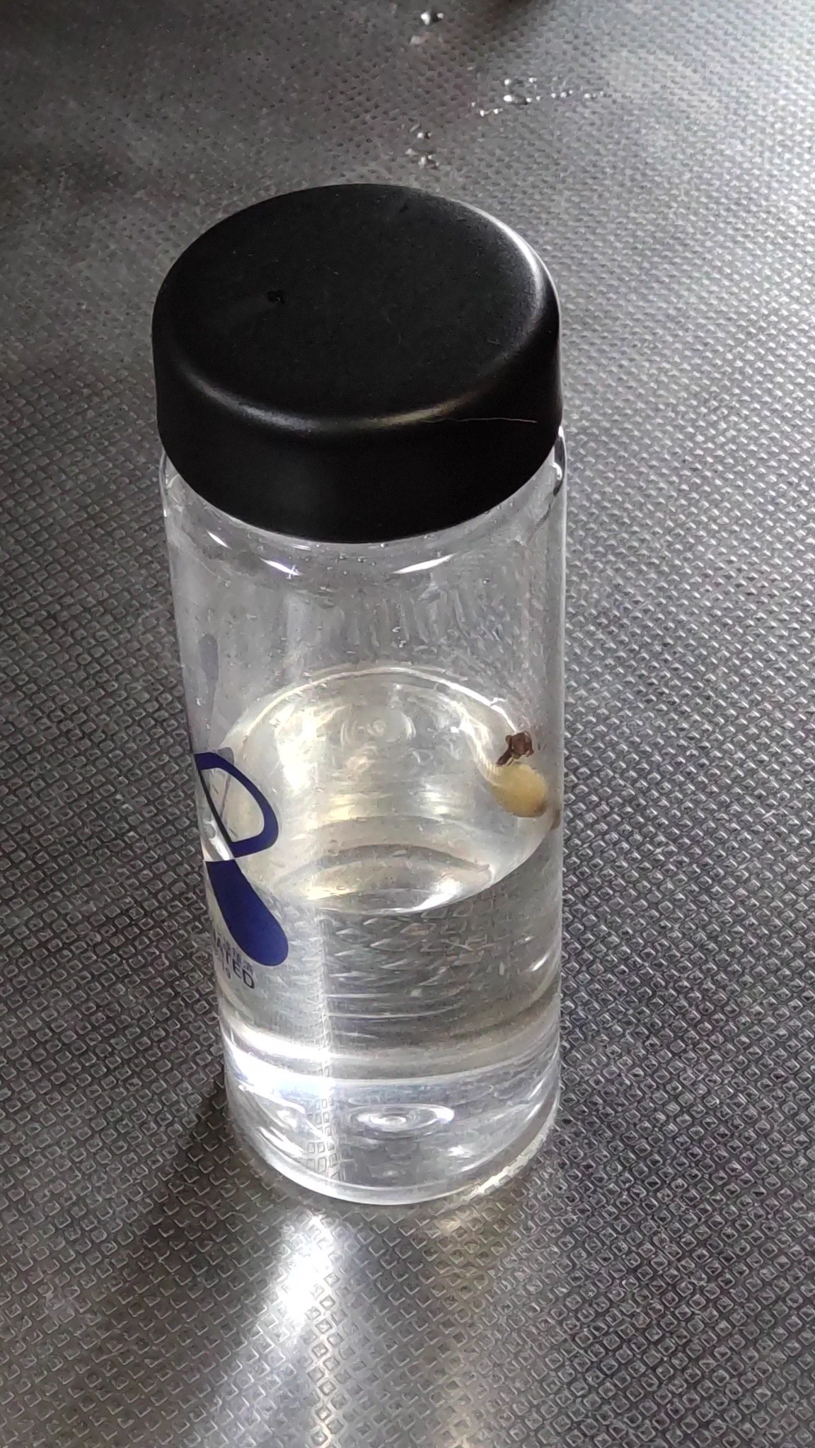 いい情報♪
と、昨晩水筒に仕込んで朝の１杯に。
めっちゃいい✨
カルダモンとクローブ一粒づつ。  
