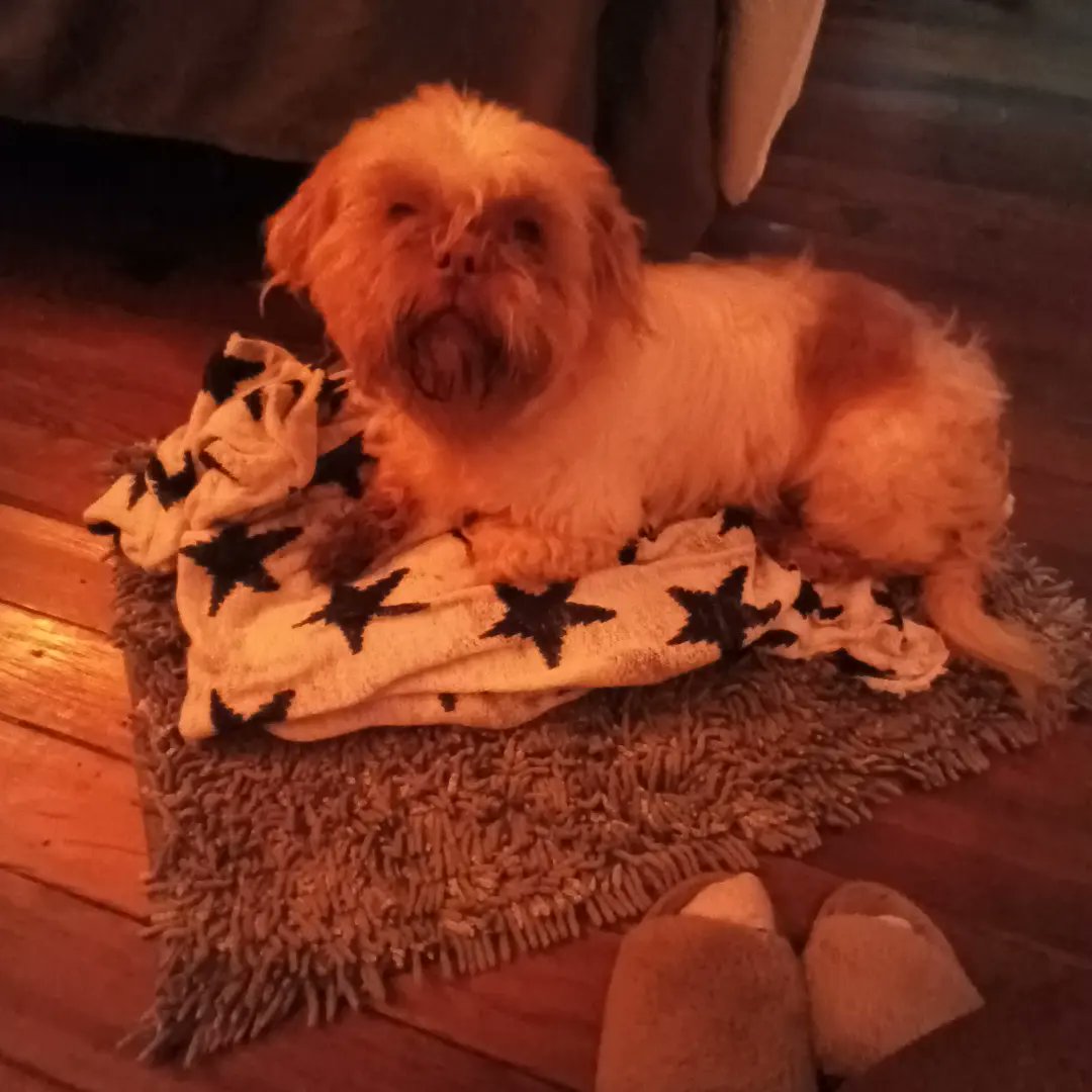 Female5Black's tweet photo. @AlisonF_NOLA Gurl please make dog has her boyfriend living with us Nacho with the stars boy and Birdy my ladyon the pillow https://t.co/VV4OwFm6ia