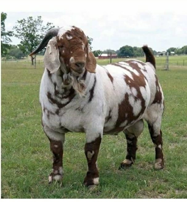 Moke Best tweet media