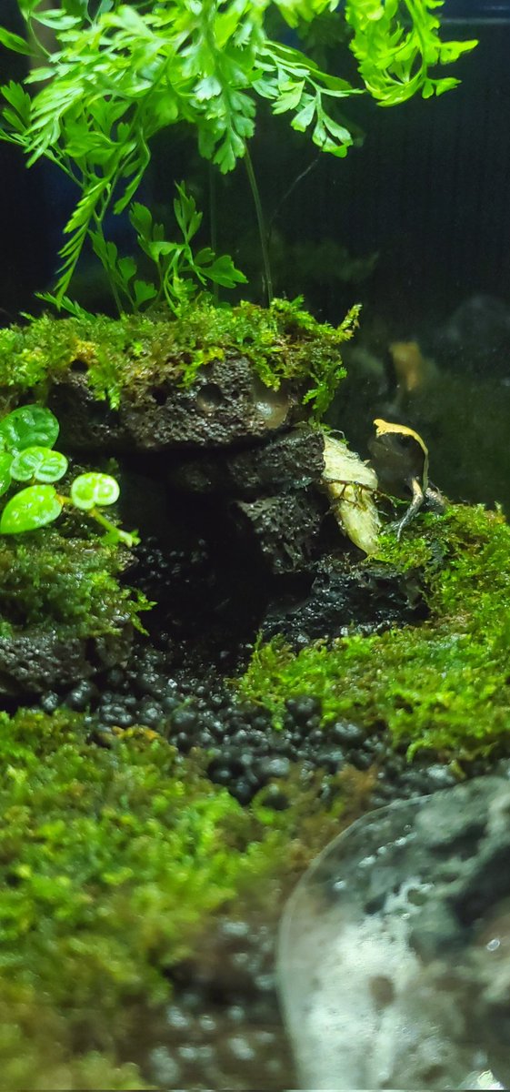 ヒロセペット谷津本店 Hirosepet Yatu Twitter