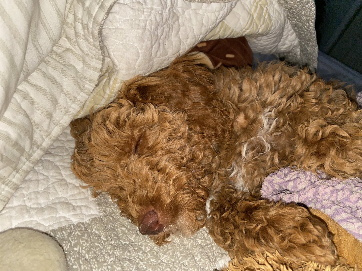 SkittlezCallan's tweet photo. This little nugget is a perfect addition to the clan 💕 https://t.co/6epKiPT4hi