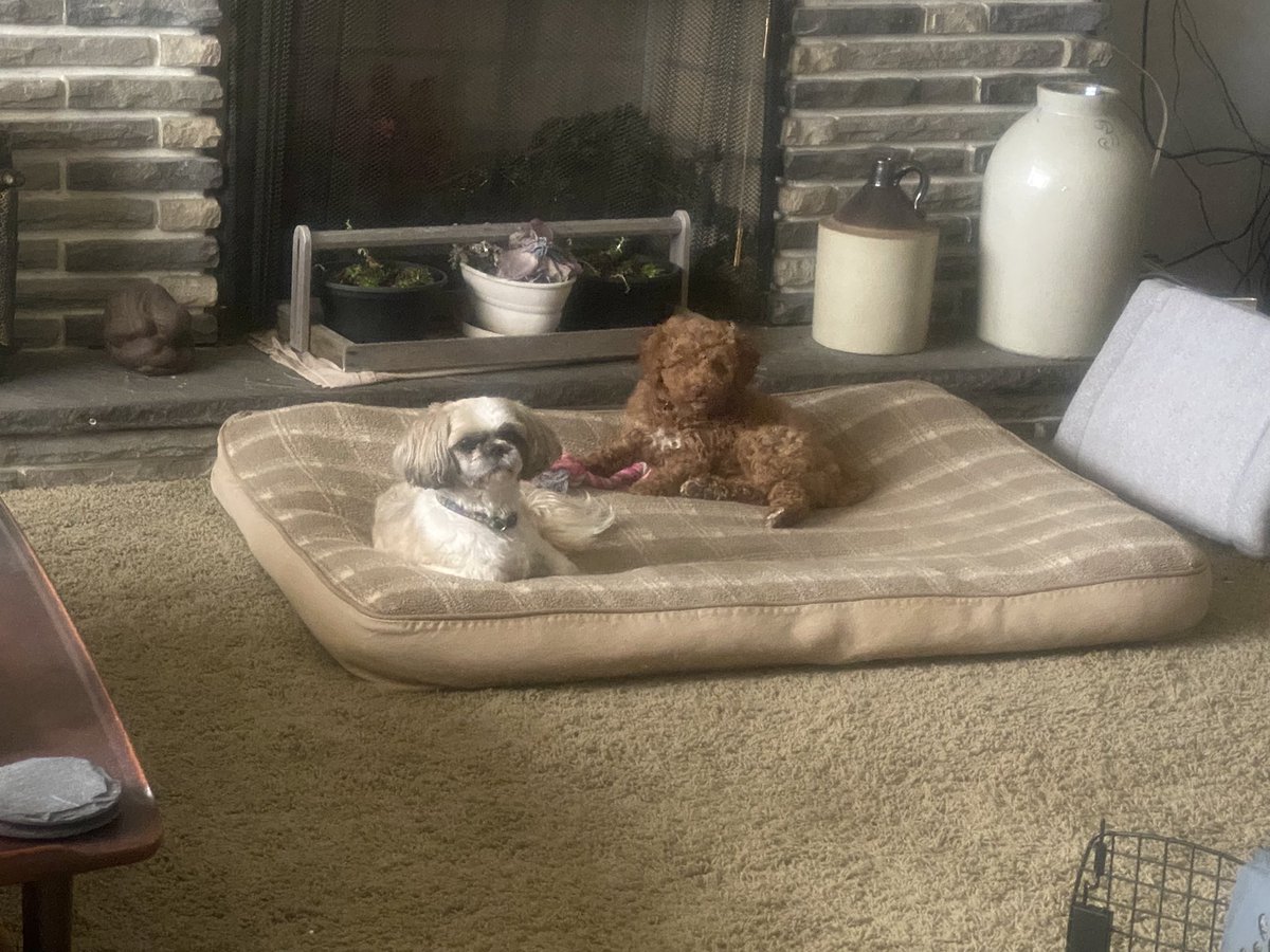 SkittlezCallan's tweet photo. This little nugget is a perfect addition to the clan 💕 https://t.co/6epKiPT4hi