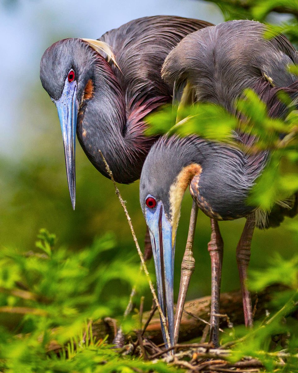 Two Tricolored Herons tend to their nest.
#twitternaturecommunity #bird #thingsoutside #naturephotography #birdphotography #wildlife #nature #twitterbirds #bird #birding #BBCWildlifePOTD #natgeowild