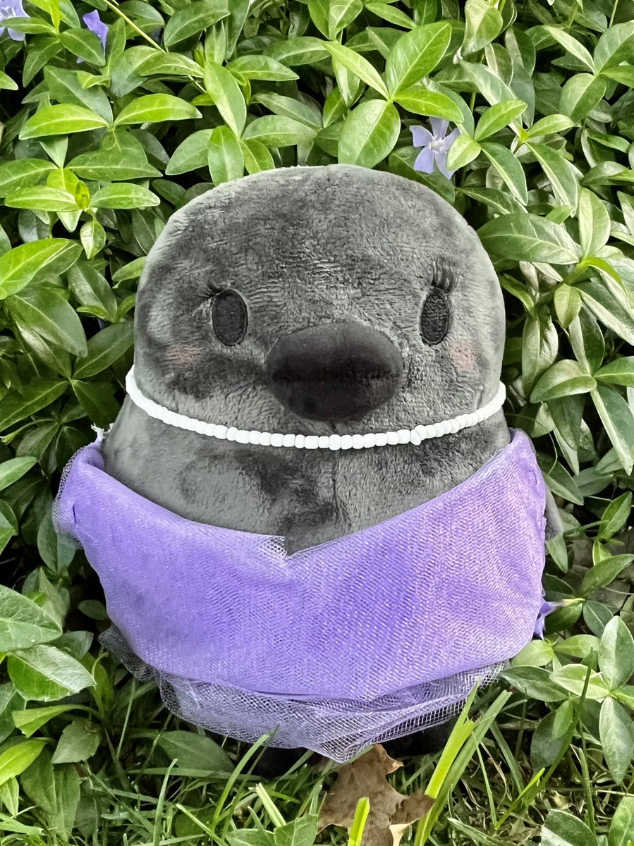 dialtenhof's tweet photo. doodle is off to prom 😪😪 i’m crying they grow up so fast #pcrowplush @abby_bagel @PointCrow https://t.co/AybRL2i6xn