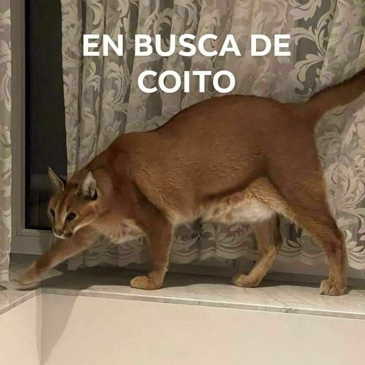TheFloppaTweets's tweet photo. buenas noches gente, si se preguntan porque tanta inactividad es porque ando buscando coito https://t.co/oxujBmTLdI