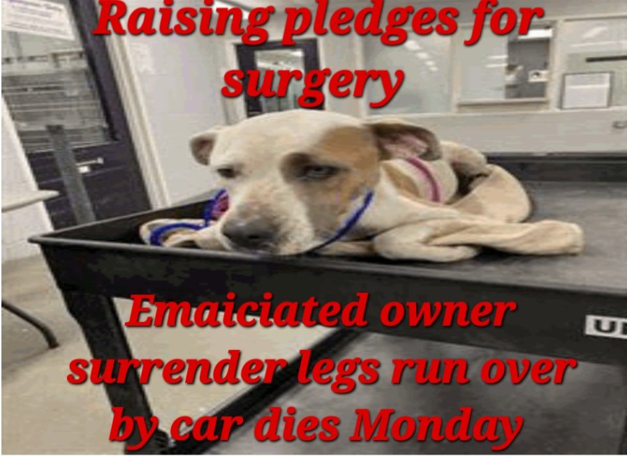 BARC TX Euthanasia listed for Monday 4/24 Ask me how to adopt out of state 

Charlie is an owner surrender emaciated feet ran over by a car. Needs out Monday. 

CHARLIE
A1816470 
(Intact female) 
4 YRS 
LABRADOR RETR MIX DOG
HW+
55.2