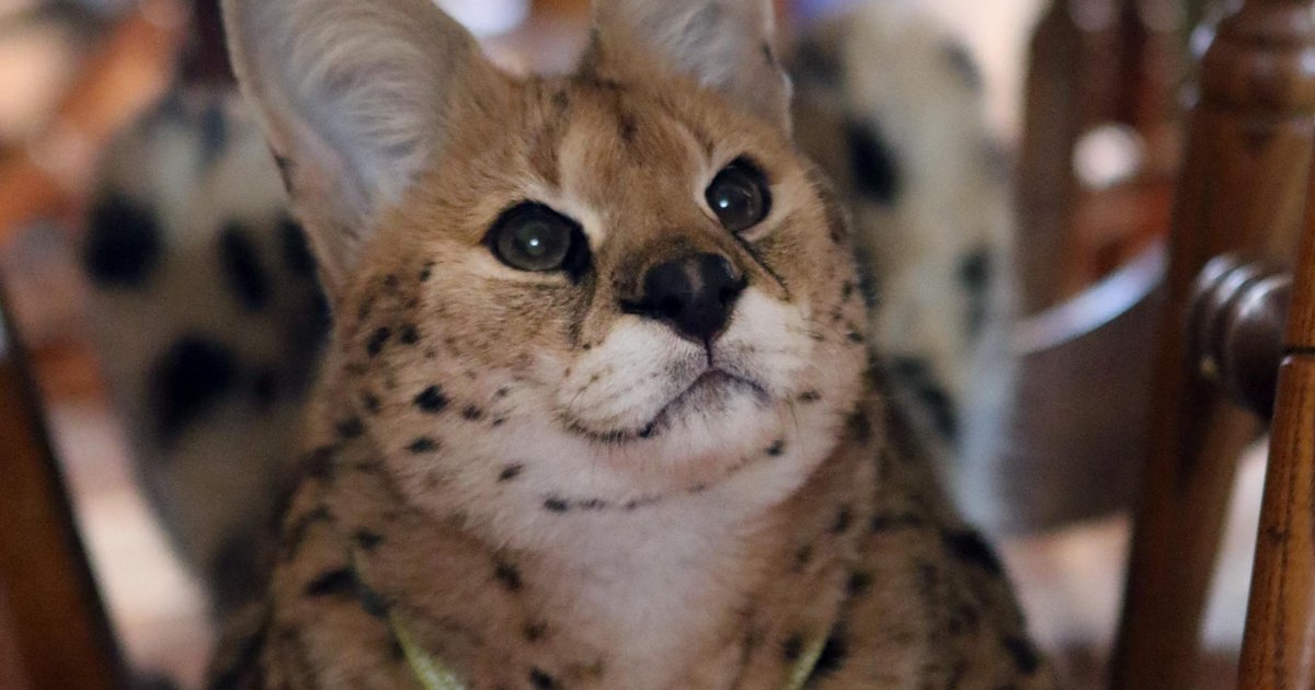 Serval Every Hour! (@servaleveryhr) on Twitter photo 