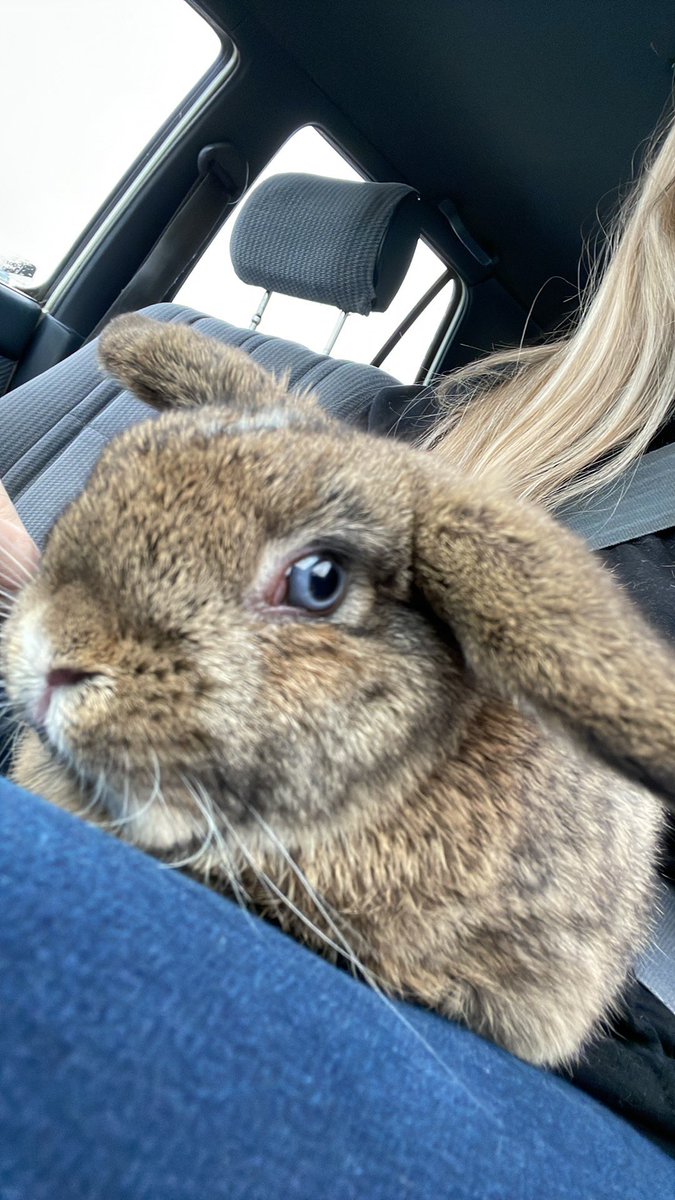 sourpatchlindz's tweet photo. I got a bunny 🐰 😍 https://t.co/NHH84dFtnT