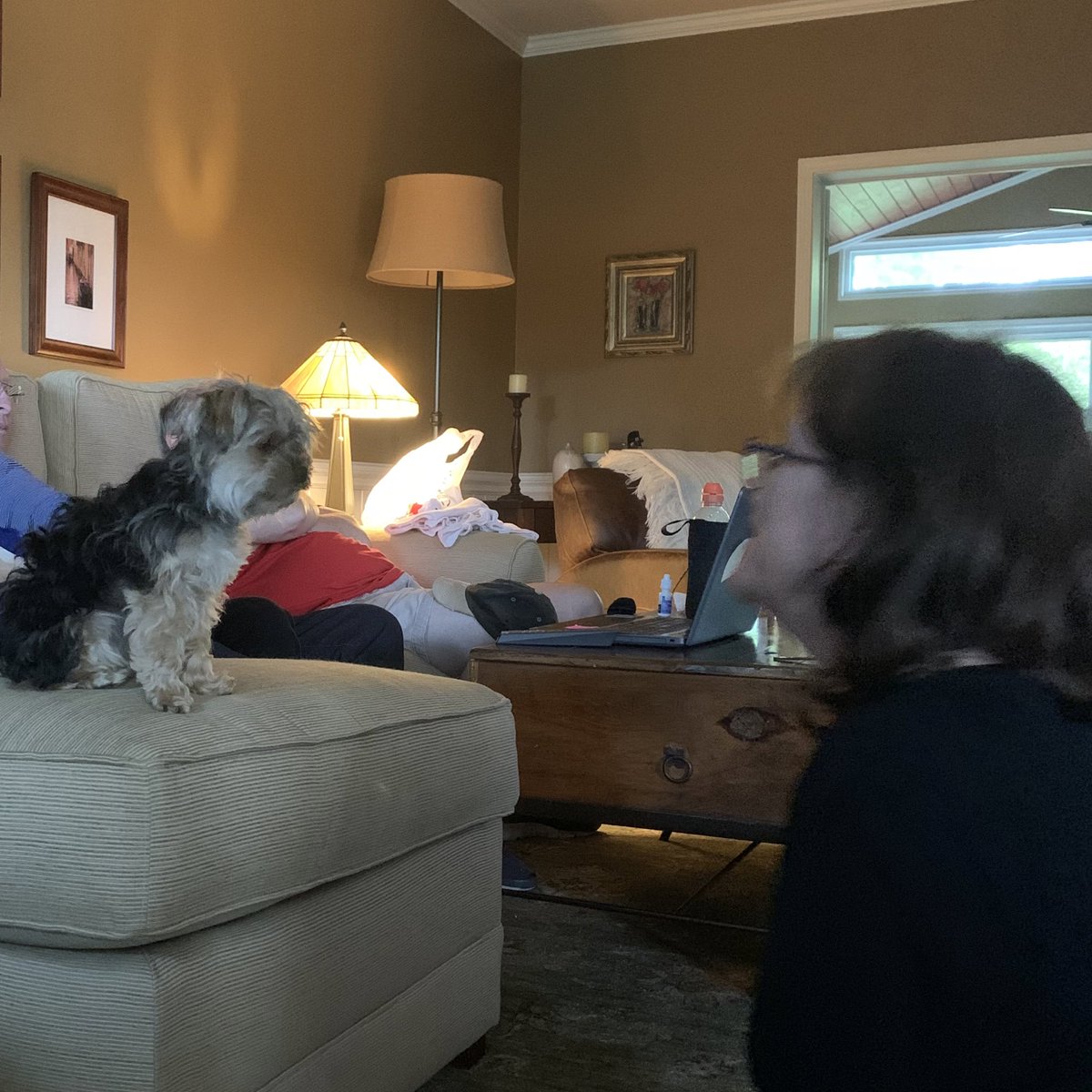 thebass_'s tweet photo. my mother one hour ago: 
“the dog is absolutely not allowed on the couch, I’m serious.” https://t.co/bwWCOcodH2