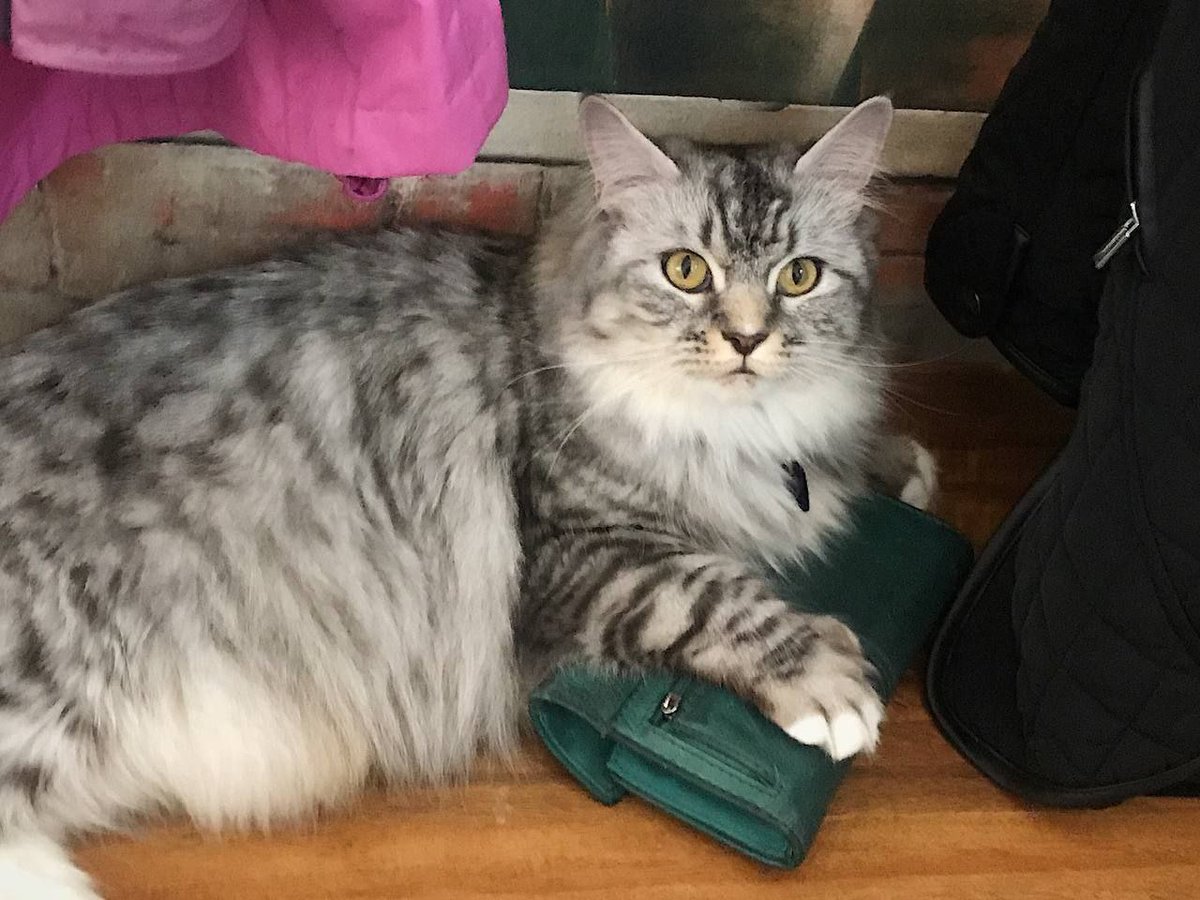 "Let's face it human, whose wallet is it really anyway?"

Sigh, I work hard so my cat can have a better life...
#Caturday #CaturdayEve