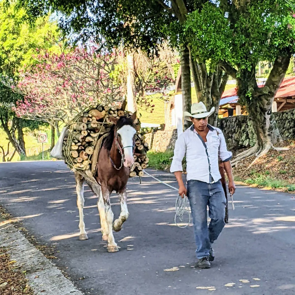 MarianneBertr57's tweet photo. Here are some photos of the beautiful #Veracruz highlands. 🌎🌸🐰
Well-tended  #coffeefarms ☕ #cofredeperote #simple way of living and #fat cattle that are #banana 🍌🍌🍌-fed. #VivaMexico  🇲🇽 https://t.co/RgU53Zcguq