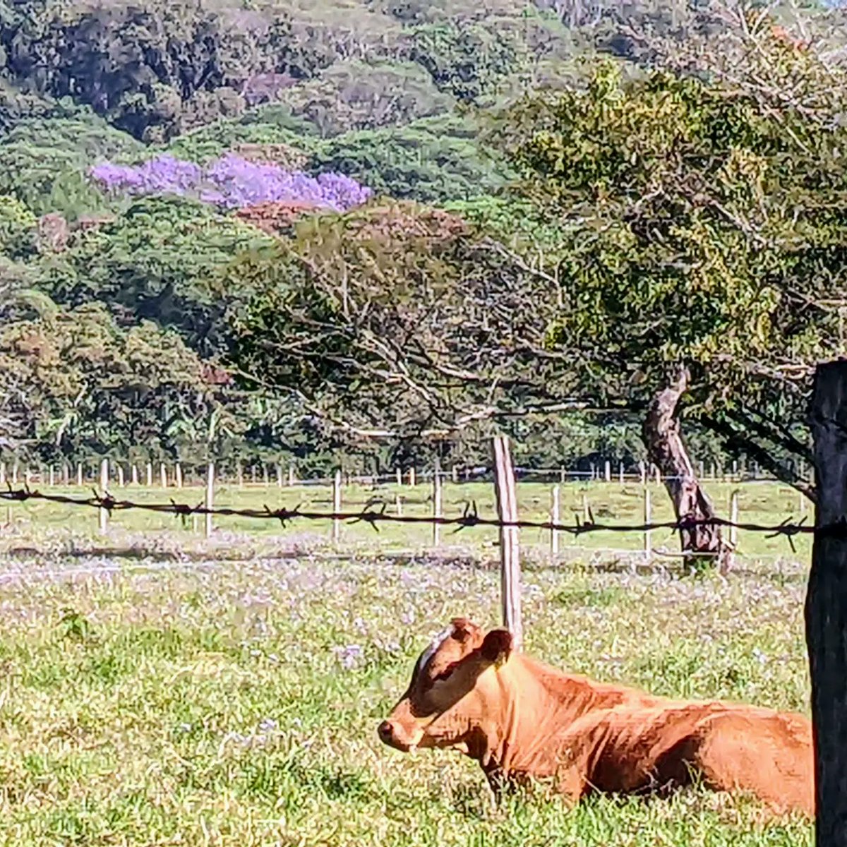 MarianneBertr57's tweet photo. Here are some photos of the beautiful #Veracruz highlands. 🌎🌸🐰
Well-tended  #coffeefarms ☕ #cofredeperote #simple way of living and #fat cattle that are #banana 🍌🍌🍌-fed. #VivaMexico  🇲🇽 https://t.co/RgU53Zcguq