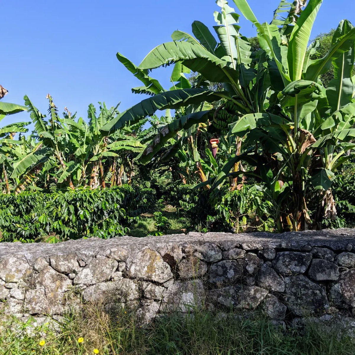 MarianneBertr57's tweet photo. Here are some photos of the beautiful #Veracruz highlands. 🌎🌸🐰
Well-tended  #coffeefarms ☕ #cofredeperote #simple way of living and #fat cattle that are #banana 🍌🍌🍌-fed. #VivaMexico  🇲🇽 https://t.co/RgU53Zcguq