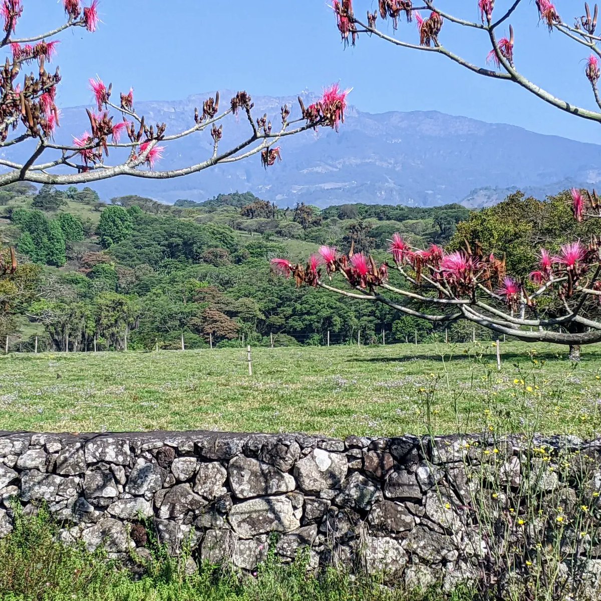 MarianneBertr57's tweet photo. Here are some photos of the beautiful #Veracruz highlands. 🌎🌸🐰
Well-tended  #coffeefarms ☕ #cofredeperote #simple way of living and #fat cattle that are #banana 🍌🍌🍌-fed. #VivaMexico  🇲🇽 https://t.co/RgU53Zcguq