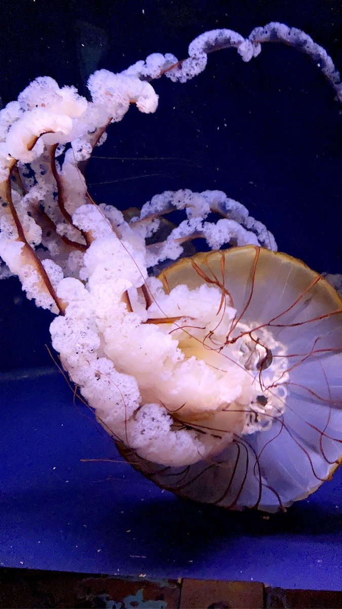 _Apostale's tweet image. 🫥🫥