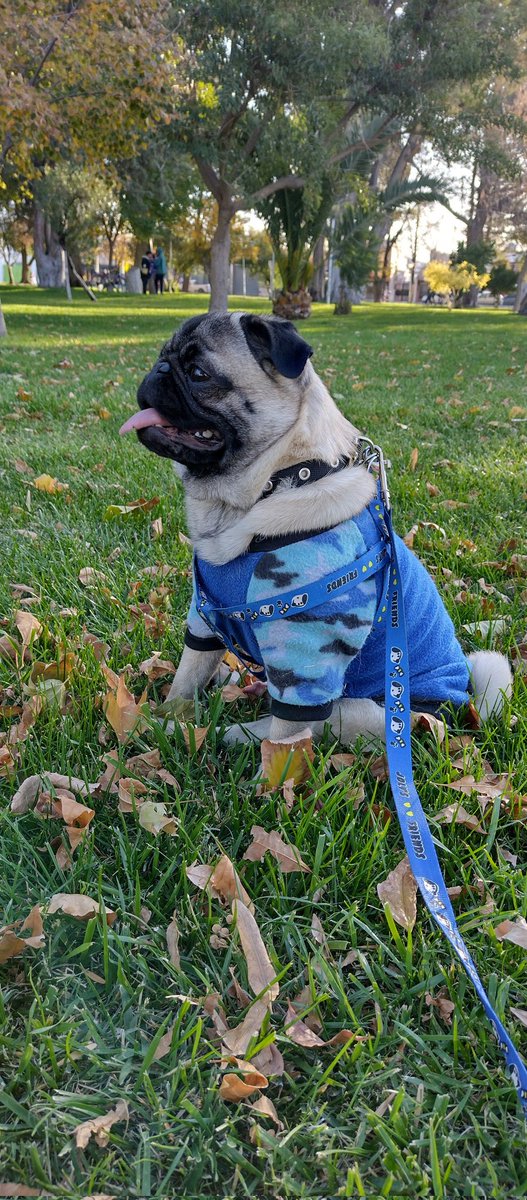 Roro_2286's tweet photo. Mí Rolando otoñal!
#pugs @NecesitoUnPerro 
#pugsoftwitter @MelissiaHanse12 https://t.co/fqjNWFQ8rv