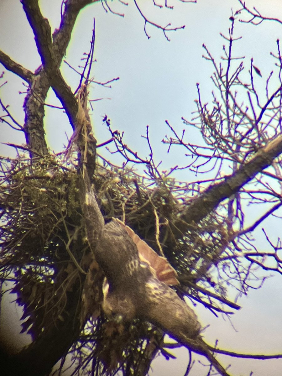 MyKindOfBird's tweet photo. Spent a few hours watching these nesting red tail hawks earlier today @NYBG. It was a great opportunity to test my new birding scopeβ¦as you can tell from my blurry photos π
#birdcpp #redtailhawks #urbanbirding https://t.co/KmGlJ9fX5Q