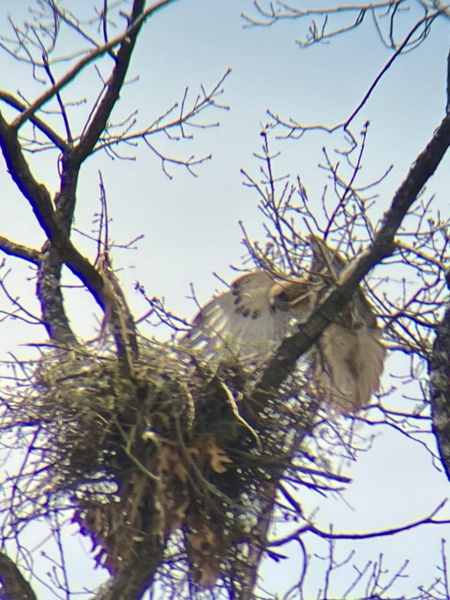 MyKindOfBird's tweet photo. Spent a few hours watching these nesting red tail hawks earlier today @NYBG. It was a great opportunity to test my new birding scopeβ¦as you can tell from my blurry photos π
#birdcpp #redtailhawks #urbanbirding https://t.co/KmGlJ9fX5Q
