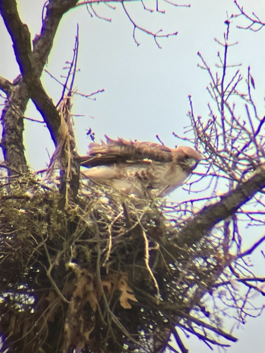MyKindOfBird's tweet photo. Spent a few hours watching these nesting red tail hawks earlier today @NYBG. It was a great opportunity to test my new birding scopeβ¦as you can tell from my blurry photos π
#birdcpp #redtailhawks #urbanbirding https://t.co/KmGlJ9fX5Q
