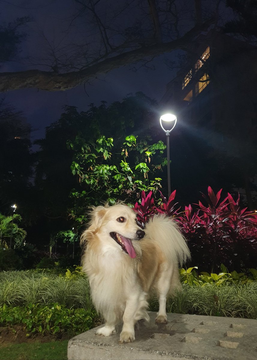 WZambranoP's tweet photo. màs quiero a mi perro. https://t.co/L78wTUCQjy