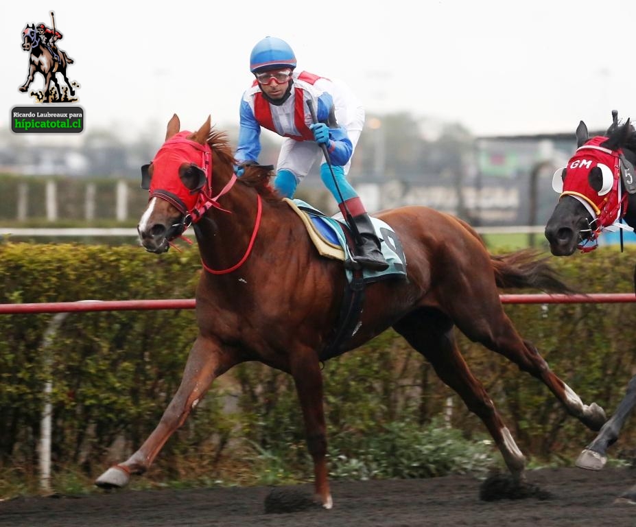 hipicatotal's tweet photo. GOLDEN IMAGE “Araucaria de Plata”. Obteniendo su tercera victoria consecutiva, el pensionista de ERIK MONTECINOS ganó por ¾ de cuerpo. DANILO GRISALES lució los colores del FERNANDA Y SUS PRIMOS. #hipicatotal #GoldenImage #ErikMontecinos #DaniloGrisales #StudFernandaYSusPrimos https://t.co/unCZ1XP8xb