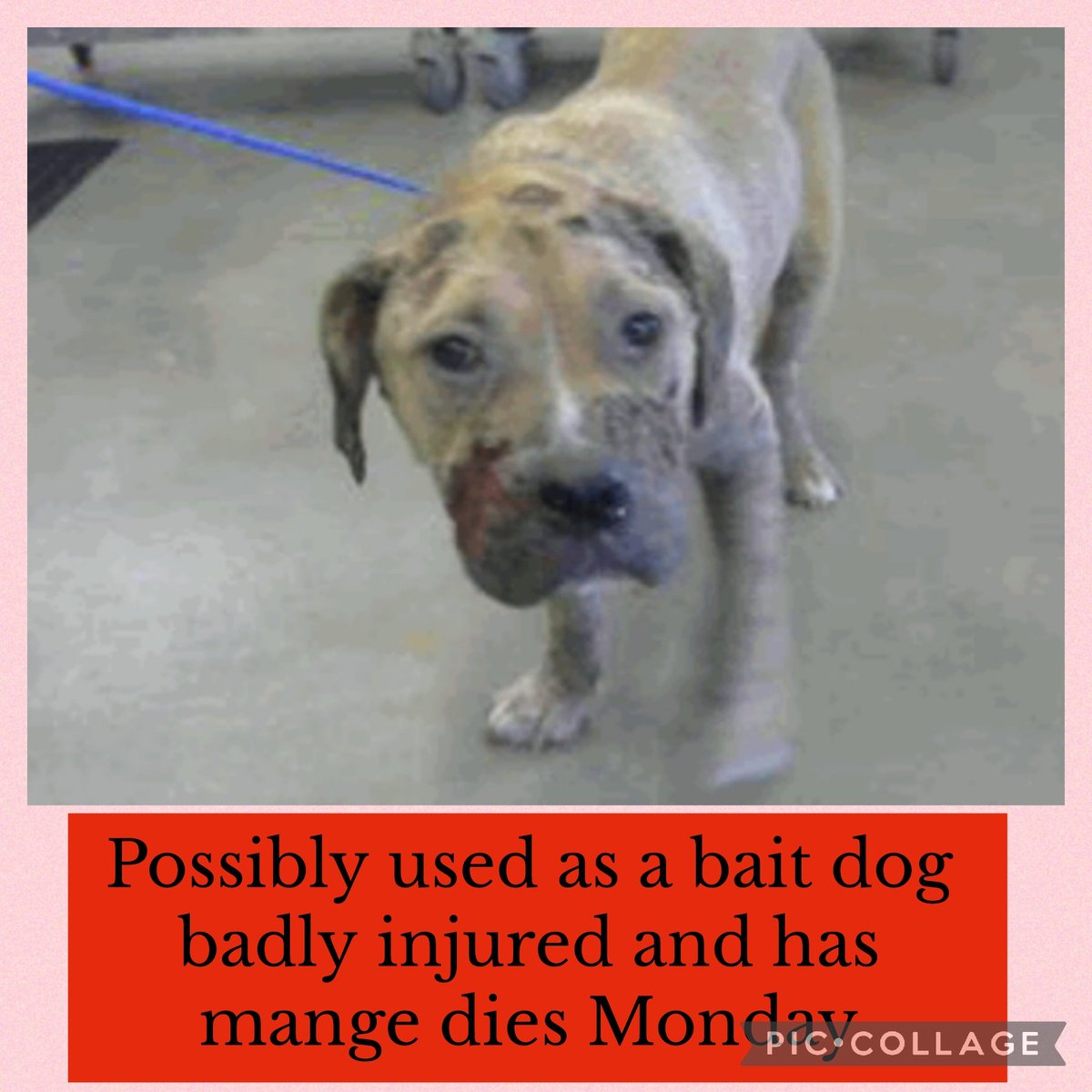BARC TX Euthanasia listed for Monday 4/24 Ask me how to adopt out of state 

This girl was found as a stray injured and has mange. She possibly used as a Bait dog and dumped. 

No Name 
A1816477 
(Intact female) 
3 YRS 
STAFFORDSHIRE MIX 
Kennel No
HW+
57.4 lb
