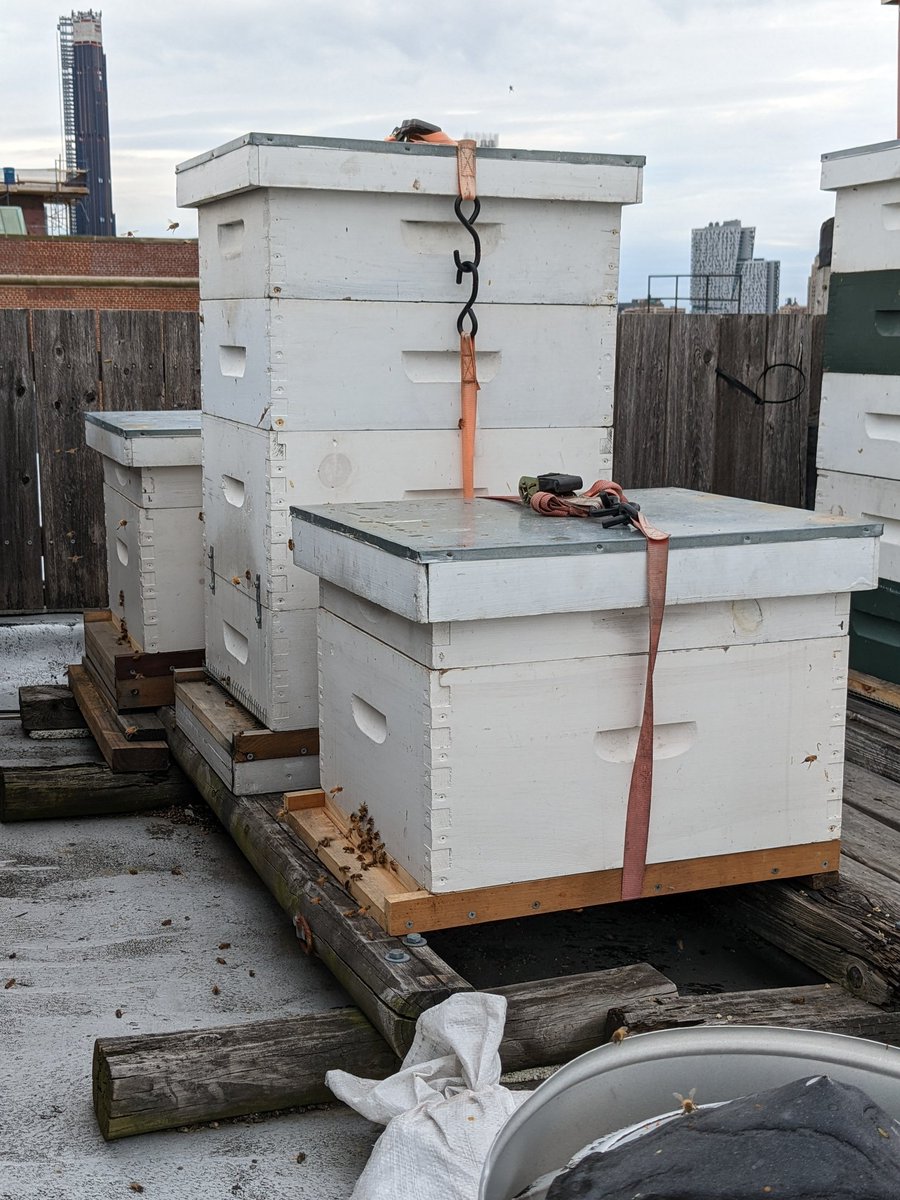 Installed two new honeybee colonies in our Carroll Gardens Brooklyn rooftop apiary. Carolans from California!