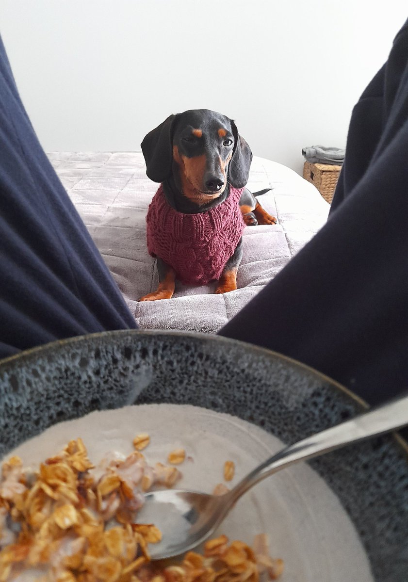 BiggieSmallsDachshund tweet media