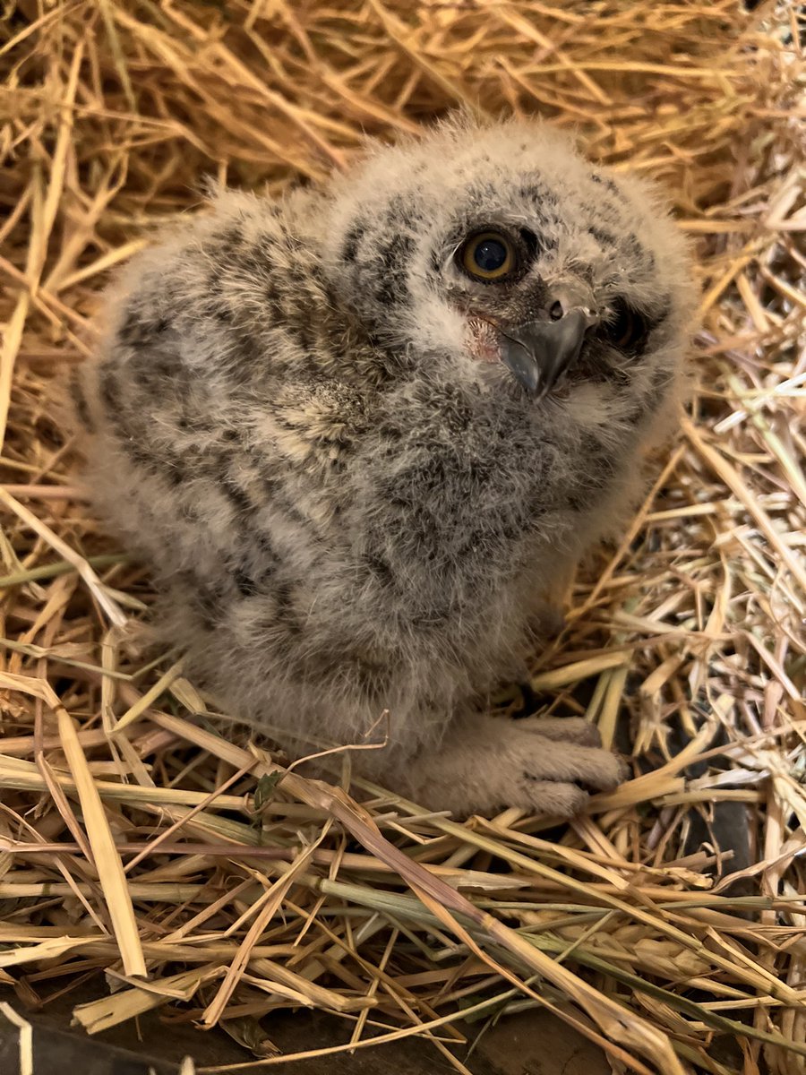 My family haven’t come home for dinner because, as my wife texted, they “must save a baby owl.”

Huh??

And then the sent me this picture.