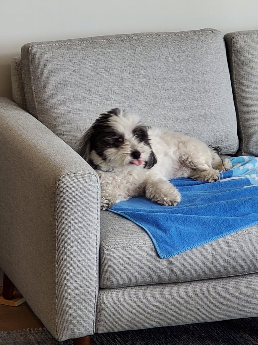 lolamicropanda's tweet photo. @lavie_encode A blep of encouragement to you and your TA Paul (TA stands for Tail Ambusher) on your new classes https://t.co/fljk2iAAgZ