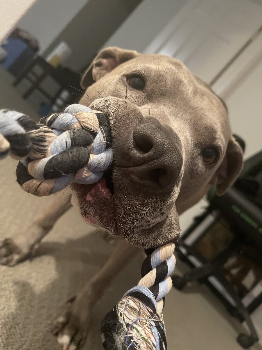 Picture of my dog, Ony. She is playing tug and being the cutest puppy princess