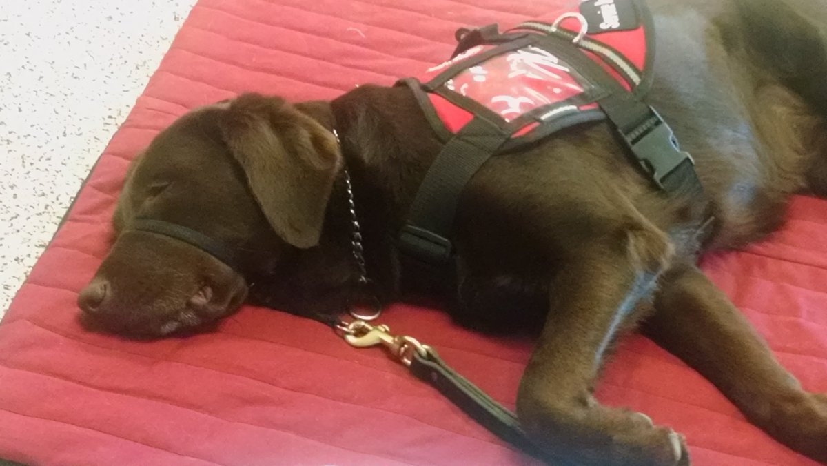 4PawsForEthan's tweet photo. This is Greta when we were training @4PawsForAbility ❤️🦮 #love #servicedogs https://t.co/UxWdIbX0di