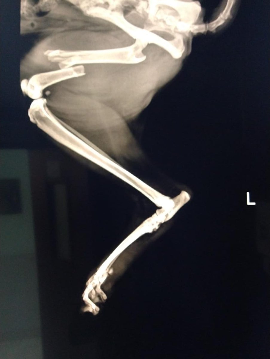 HamonJairo's tweet photo. Hoy debo recurrir a la solidaridad de mis amigos de Twitter. Ayer rescatamos está gatica que estaba herida, al parecer fue atropellada por un carro y no apareció el dueño. Tiene fractura de fémur y heridas de tejido en las dos paticas traseras. Se llevó a la veterinaria y..(hilo) https://t.co/xtnM1I3ssd