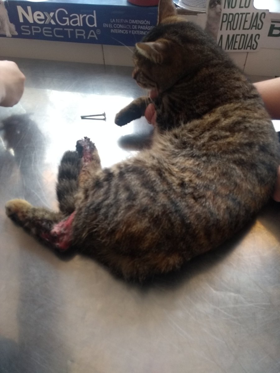 HamonJairo's tweet photo. Hoy debo recurrir a la solidaridad de mis amigos de Twitter. Ayer rescatamos está gatica que estaba herida, al parecer fue atropellada por un carro y no apareció el dueño. Tiene fractura de fémur y heridas de tejido en las dos paticas traseras. Se llevó a la veterinaria y..(hilo) https://t.co/xtnM1I3ssd
