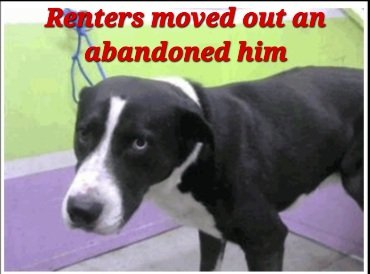 BARC TX Euthanasia listed for Monday 4/24 Ask me how to adopt out of state 

Came in as a stray. Renters abandoned him and moved out. 

No Name
#A1816341 
(Intact male) 
6 YRS 
BORDER COLLIE / LABRADOR RETR 
HW+
65.3 lb