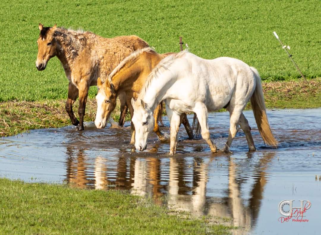 paraordanc's tweet photo. Took a drive to visit my Mom today
About 3 miles north of Hopkins, Michigan I saw these three beauties
#Michigan #smalltown #puremichigan #greatlakestate #mittenstate #Horses #water #mudpuddle #photography #PHOTOS https://t.co/tLJrREjAim