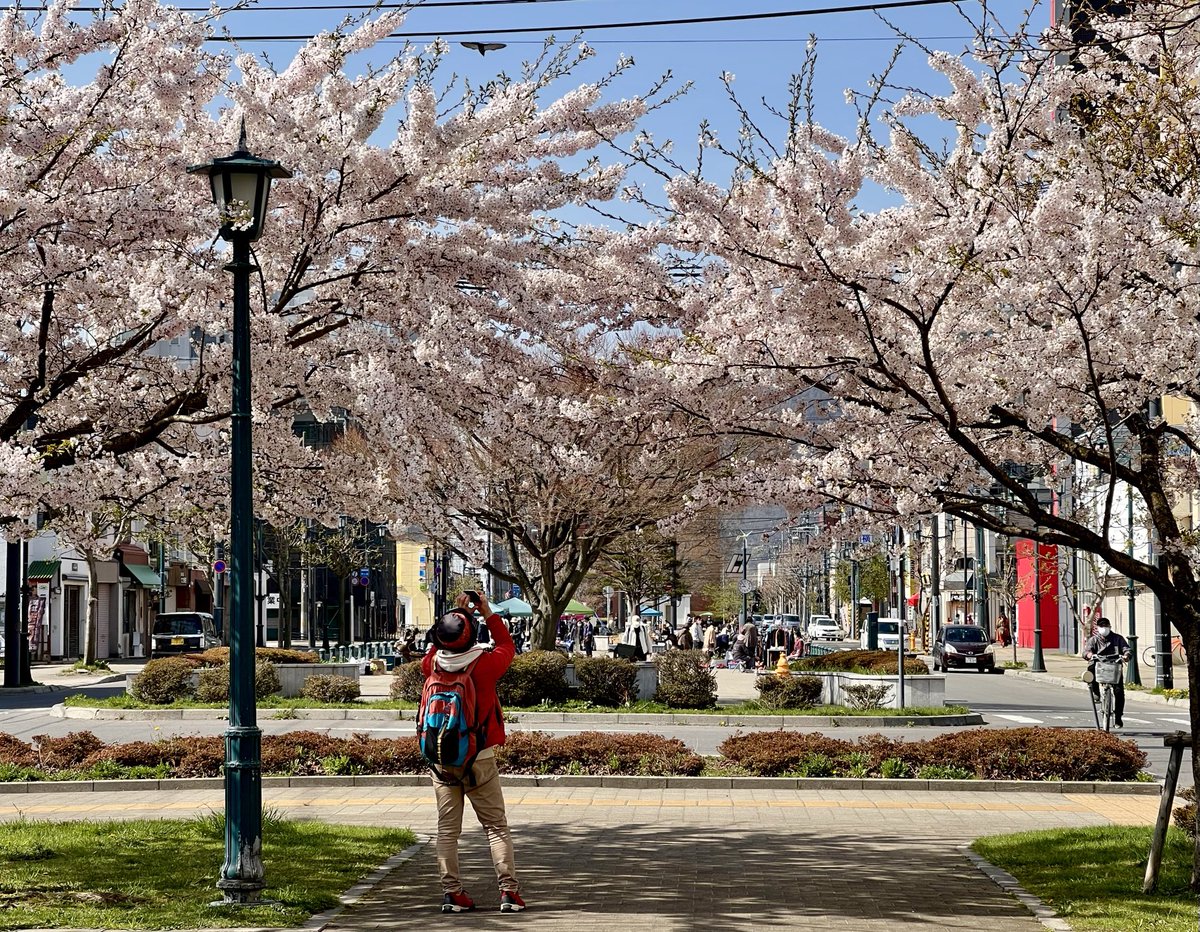 The #sakura season is just getting started in #hakodate #hokkaido