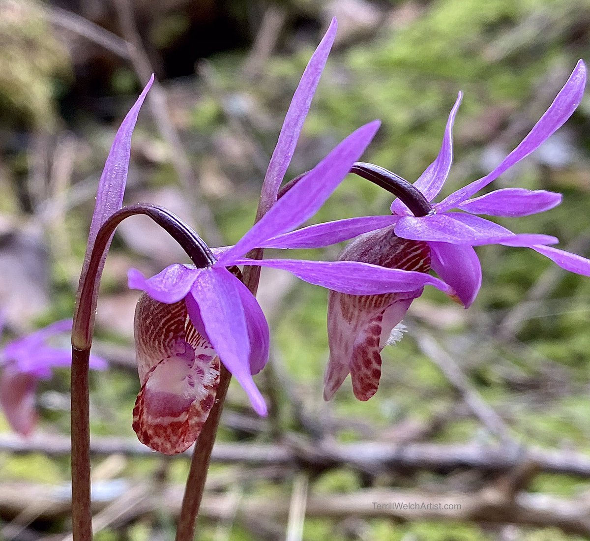 terrillwelch's tweet photo. Mayne Island Ladyβs Slipper Calypso orchids! Love them!
#ladysslipper #Calypso #orchids #westcoast #coolspring #MayneIsland
I took these just with my iPhone so they purely for our online enjoyment... https://t.co/V24PcBlq2i