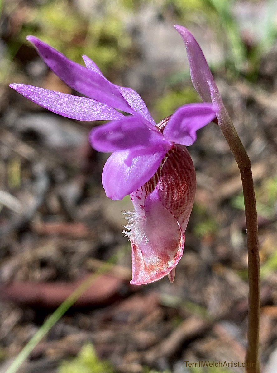 terrillwelch's tweet photo. Mayne Island Ladyβs Slipper Calypso orchids! Love them!
#ladysslipper #Calypso #orchids #westcoast #coolspring #MayneIsland
I took these just with my iPhone so they purely for our online enjoyment... https://t.co/V24PcBlq2i