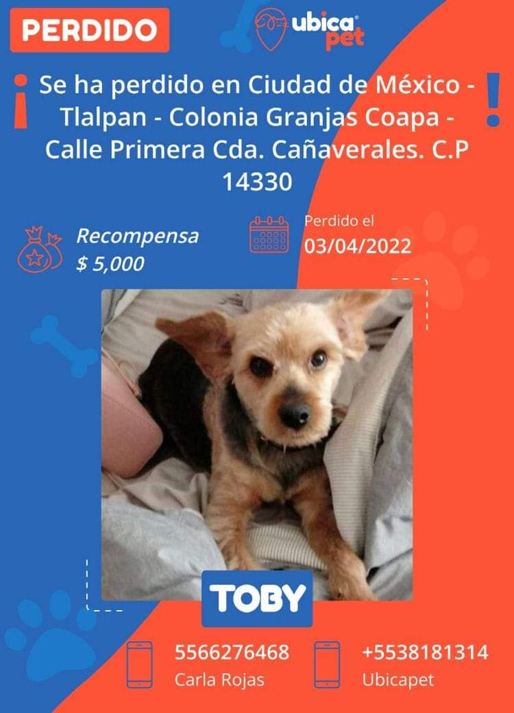 nutriologoperro's tweet photo. Ahí voy de nuevo 🙃 La familia de Toby está desesperada x encontrarlo. Ayudemos con un RT que nada nos cuesta y puede hacer la diferencia en la vida de muchos 🙏🙏🙏
@coapa_co @CoapaXochimilco @Coapa_ @VillaCoapaMX @PradoCoapa2da @EnCoapa_ #CDMX #Tlalpan #perrosperdidos #Cuemanco https://t.co/wXvIV5Fa7r