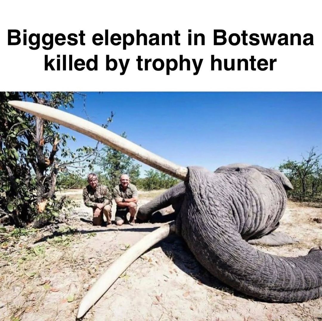 ⚠️SAD BREAKING NEWS, PLEASE RETWEET TO SAVE THE ELEPHANTS!⚠️ A trophy hunter just shot &amp; killed the largest tusker elephant in Botswana after paying $50,000. The iconic elephant was one of Botswana’s few ‘hundred-pounder’ elephants, or elephants with one tusk weighing 100+ pounds