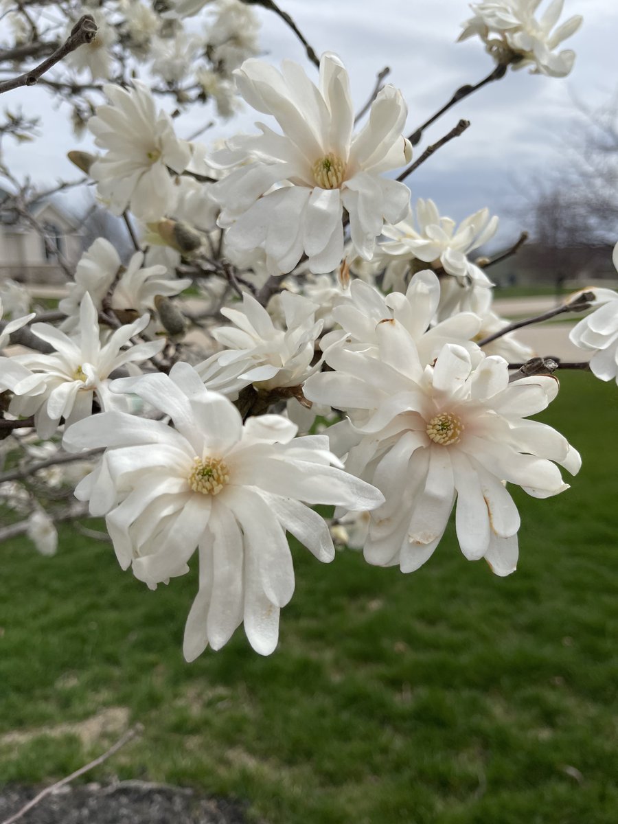 LFLfairfax's tweet photo. Spring has arrived in Iowa.
#magnoliatree #magnoliainbloom #springishere https://t.co/8alFlwGqNO