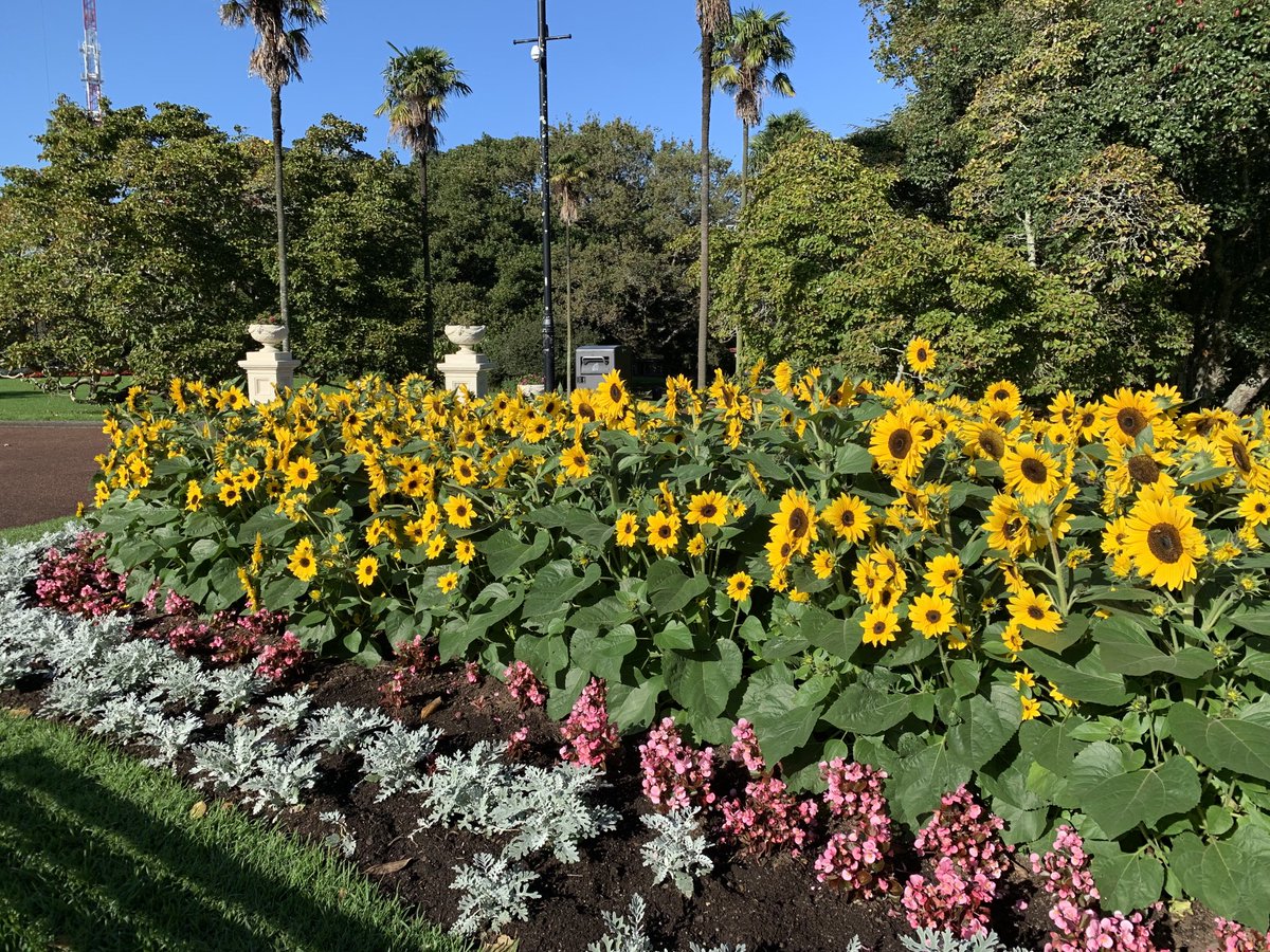 Albert Park yesterday @CityAklccrg⁩