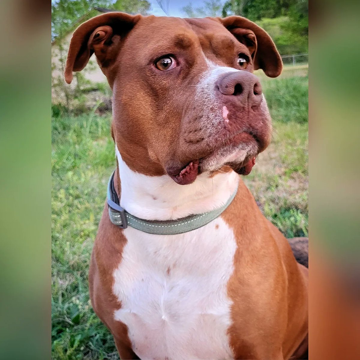 MyLaundryStinks's tweet photo. I ended up with all the prettiest puppies, and I'm okay with that.
#dogs #dogsofinstagram #dogmom #pets #love #plothound #brindle #pitbull #harleyandivy https://t.co/OHeUpOP0dL