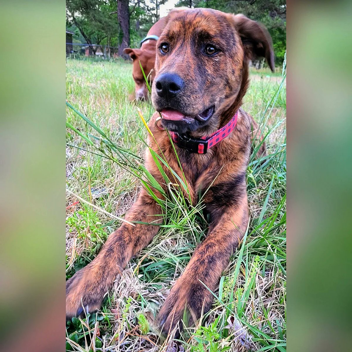 MyLaundryStinks's tweet photo. I ended up with all the prettiest puppies, and I'm okay with that.
#dogs #dogsofinstagram #dogmom #pets #love #plothound #brindle #pitbull #harleyandivy https://t.co/OHeUpOP0dL