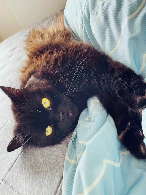 今朝起き抜けに撮った添い寝してくれる系キャッツ🐾 