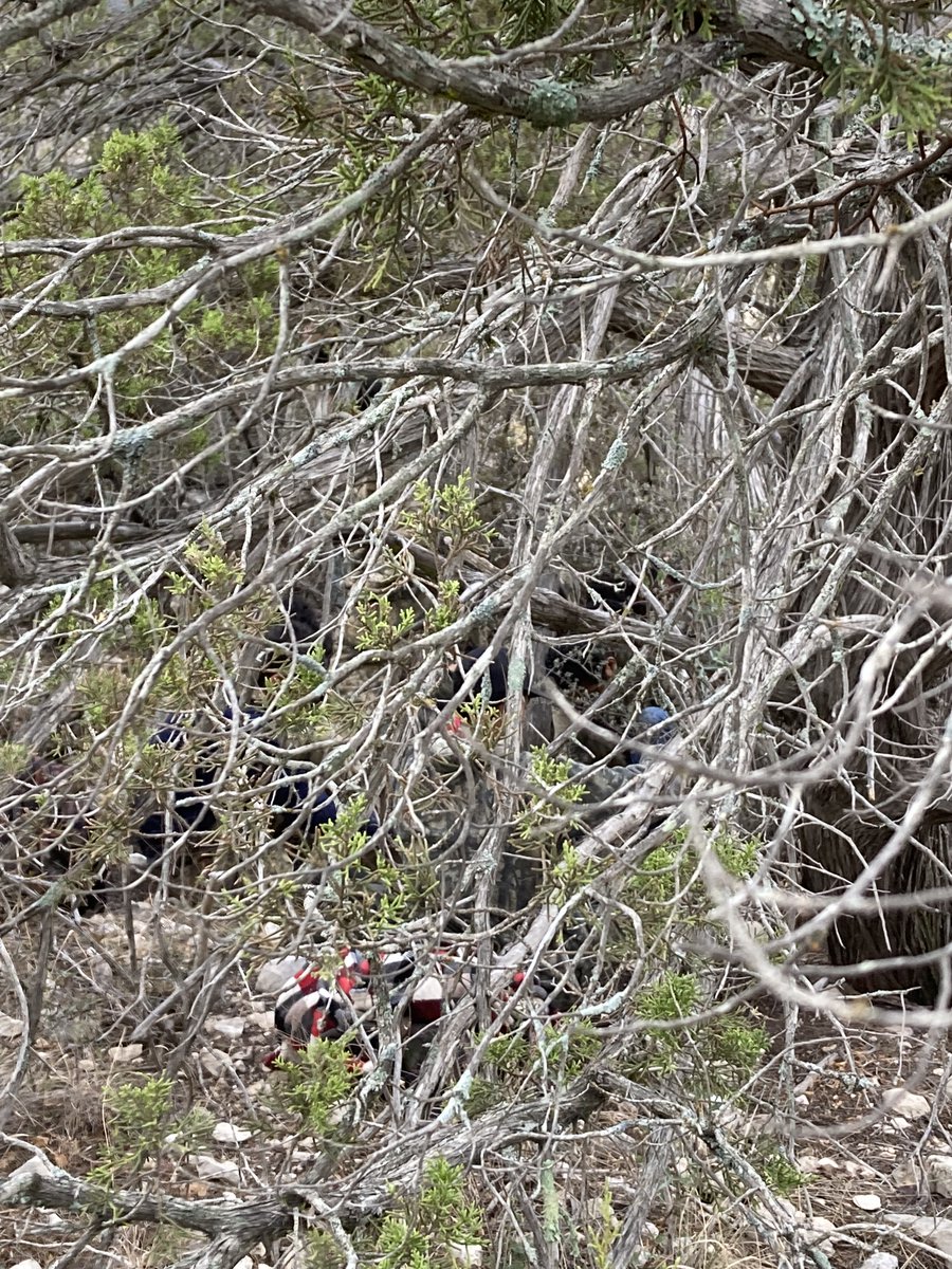 nbpc2509's tweet photo. EAGLE-EYED AGENTS NAB 18; CAN YOU SPOT THEM?
Marfa and Sanderson #BorderPatrolAgents w/ @CBPAMO  caught 18 illegal aliens.  
1st pic has six 2nd pic has 12.  #BigBend #BorderPatrol #BPUnion #Police #ThinBlueLine #BorderCrisis #honorfirst https://t.co/f1F4zHd3I0
