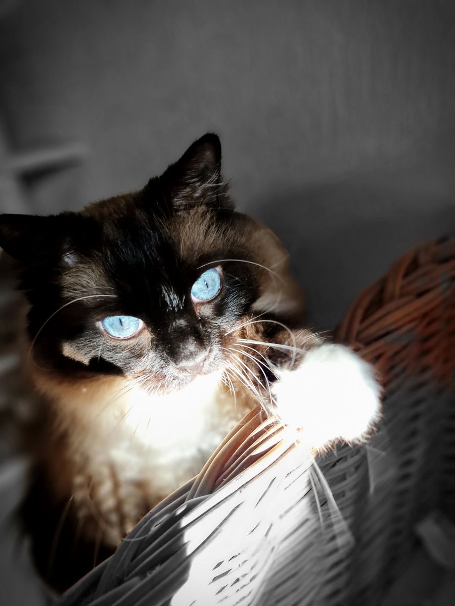myalansky's tweet photo. @projectlumino here's a recent photo of Dashky , and hi Holly and lovely Suki Su 🤗 (blue eyes on a cat really are something💙 ) Been ages since I've been on here,DO miss our contact 😭 wish you ,the furbabies , Rio and Ava all the best ❤ Much love from Maarten and Dashky https://t.co/tGAXxtNsxh