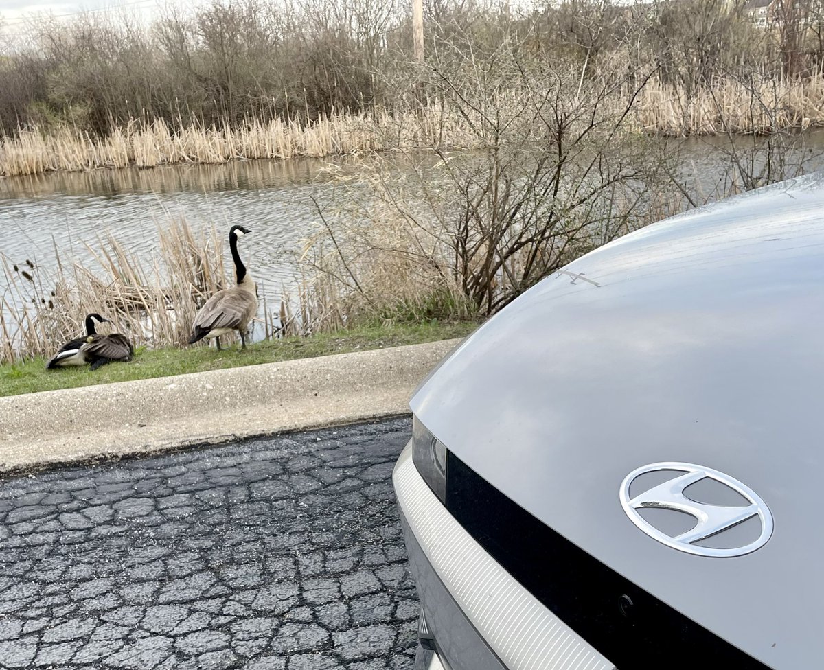Car_Guy_Tom's tweet photo. Warm weather brings better-than-advertised range, but the geese…the geese don’t care. #Waterfowl @Hyundai #Ioniq5 #BatteryRange #stoicGeese https://t.co/F2JYi7cIwh