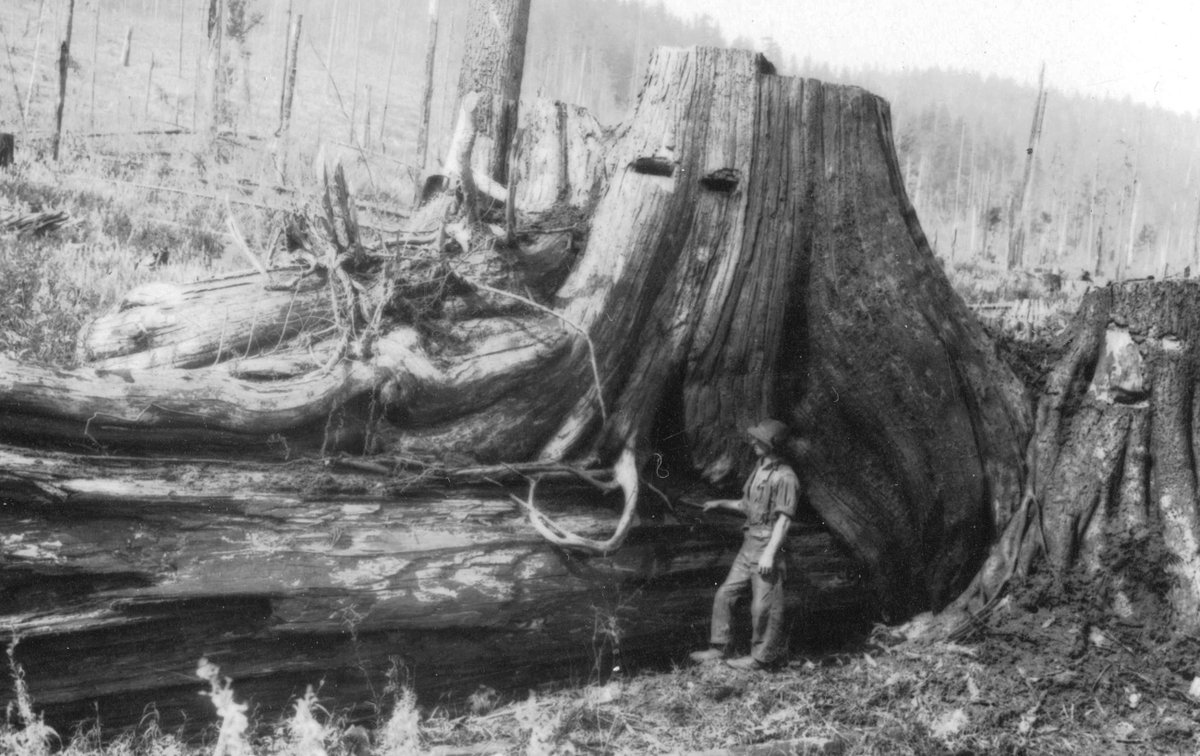 StumpsofBC's tweet photo. Lougheed logging camp ca. 1915
#BC was once home to the tallest #trees in the world
#TBThursday @VanArchives
#stumpsofbc #vintage #OldPicture #oldphotos
#loggingcamp #history #canada #oldpic #tbt #Vancouver #logging #oldgrowth #photography #blackandwhite #treestump #rainforest https://t.co/aoHTWDvvbp